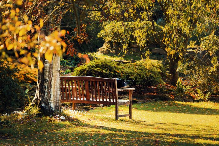View of a bench positioned near a tree